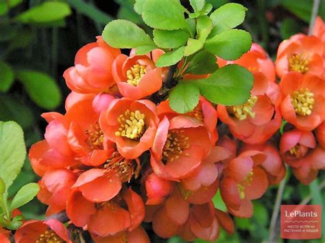 Хеномелес японский (Chaenomeles japonica) — описание, выращивание, фото ...