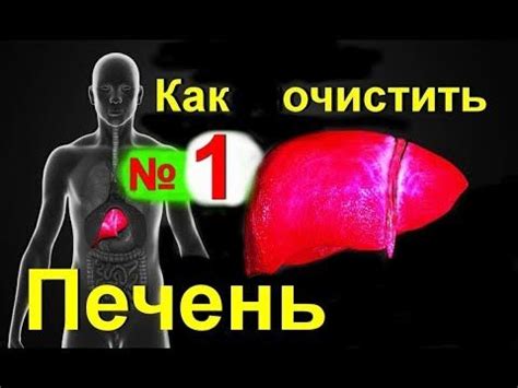 Как очистить и восстановить печень, лечебное средство и лечение печени ...