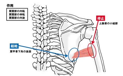 肩のインナーマッスルの筋肉【名前と作用をイラストで分かりやすく解説】 Sharez For Trainer｜パーソナルトレーナー向けメディア