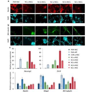 Hmgn Knockout Cells Show Increased Levels Of Spontaneous Neuronal