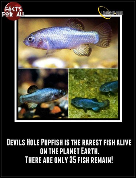 rarest fish   world rare fish fish pet fish