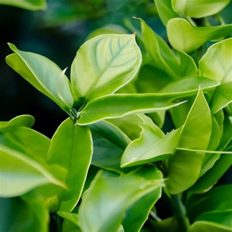 Premium Photo Green Nature Plants