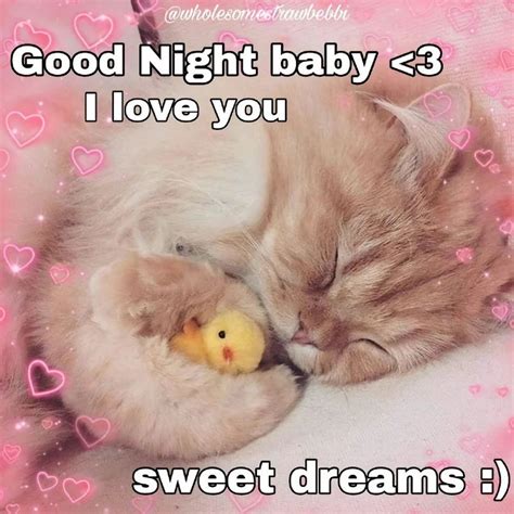 a cat sleeping next to a stuffed animal with the caption, good night ...