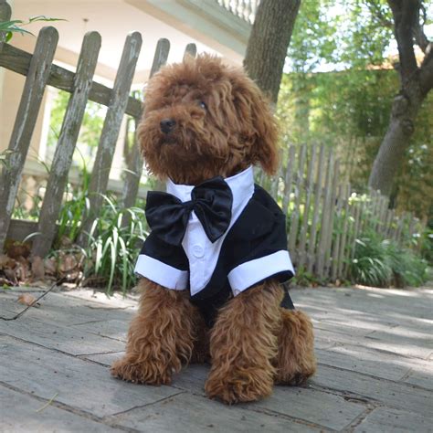What Size Clothes Do Toy Poodles Wear at Sally Patrick blog