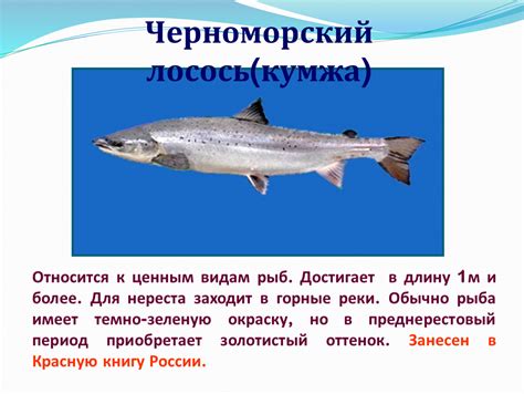 Рыба Лосось Фото Википедия — Mixyfotos.ru