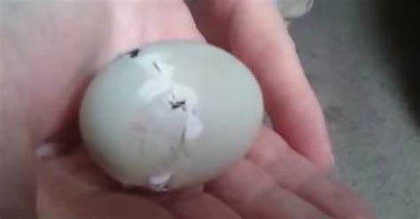 Mallard Duck Eggs