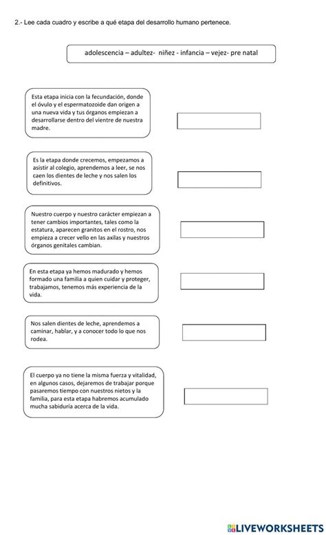 Ejercicio De Las Etapas Del Ser Humano Y La Pubertad Etapas Del