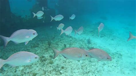 Cozumel Snorkeling Youtube