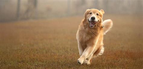 golden retriever  human behaviours  driven   genes