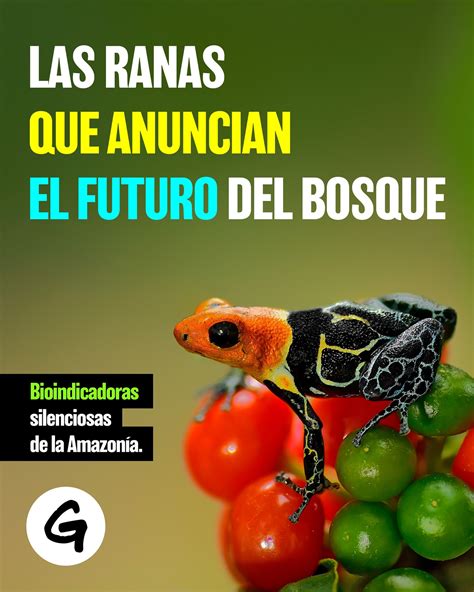 greenpeace la amazonia es hogar de cientos de especies de ranas