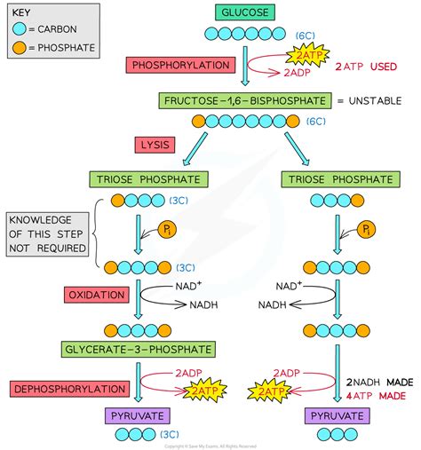 Glycolysis: The Process Explained