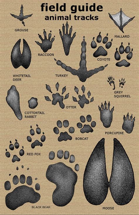 Big Printable Animal Footprints