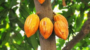 C R Cocoa Farmers Urge Gov T To Beef Up Security At Larbikrom As