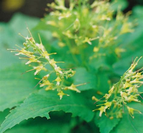 Collinsonia canadensis, Richweed at Toadshade Wildflower Farm