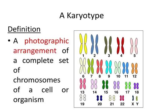 Cytogenetics: Exploring Chromosomal Analysis