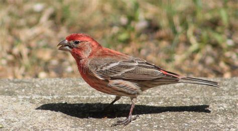 Male Red headed finch stock image. Image of food, finch - 72629495