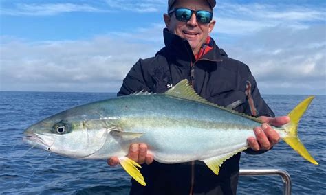 Yellowtail Fish A Complete Guide Surfs Up Magazine