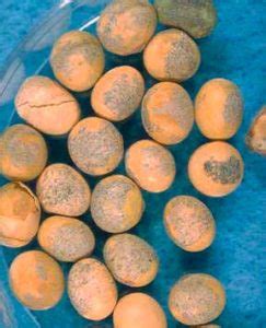 Пероноспороз сои - AgroFlora.ru