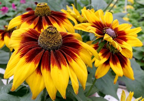 Rudbeckia Planter Et Cultiver Ooreka