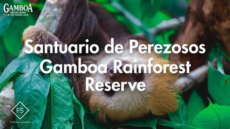 Gamboa Rainforest Reserve Santuario De Perezosos En Panam Qu