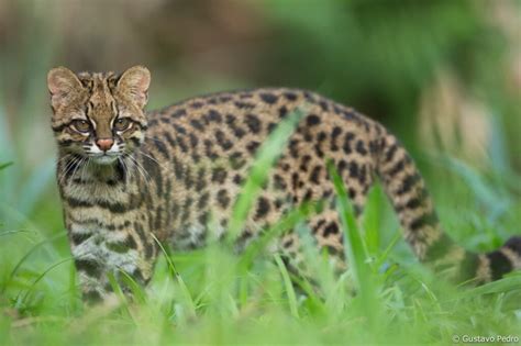 Conhe A O Gato Do Mato Pequeno Da Campanha Pela Fauna Na Mata