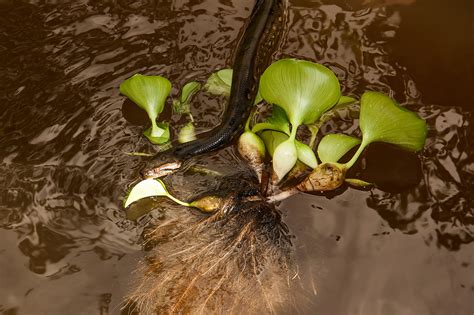 eunectes murinus ecoregistros