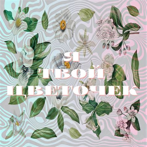 Gera, София Стеценко альбом Я твой цветочек слушать онлайн бесплатно на ...