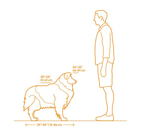 Collie Dimensions & Drawings | Dimensions.Guide