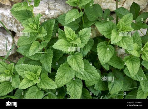 Melissa officinalis hi-res stock photography and images - Alamy