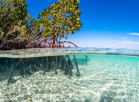 Red Sea Global Awards Facilities Management Contract For Turtle Bay