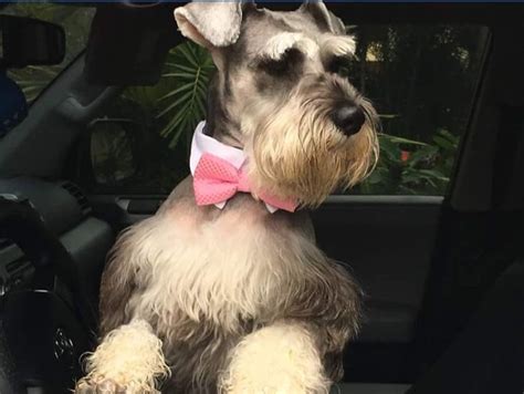 Pin En Schnauzers Perros Schnauzer Perros Schnauzer