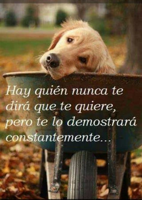 Amor Incondicional Perros Frases Frases Sobre Perros Mascotas Frases