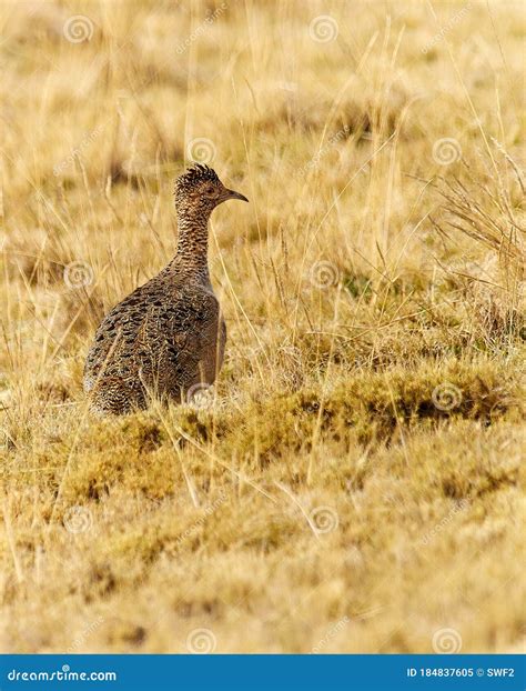 wildlife photo   ornate tinamou nothoprocta ornata stock image
