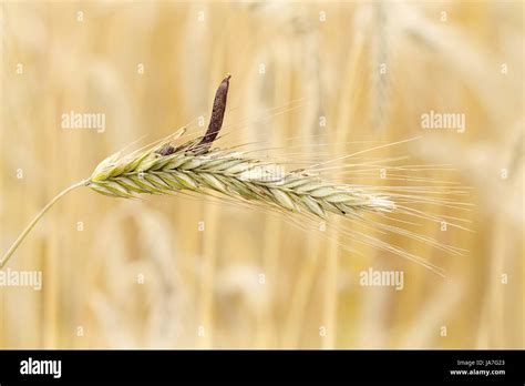 Ear Of Rye Ergot Ergot Rye Ear With Stock Photo Alamy