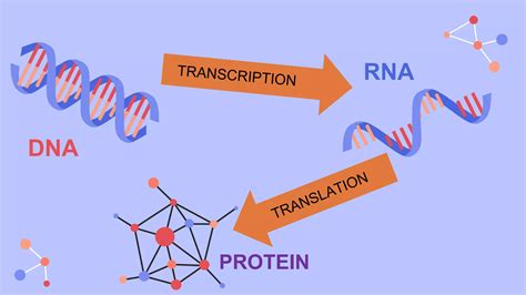 Regulation Of Gene Expression Ppt