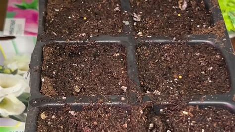 Выращивание эустомы из семян