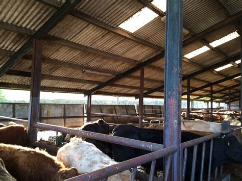 Farmer (59) dies after falling off roof on farm - Agriland.ie