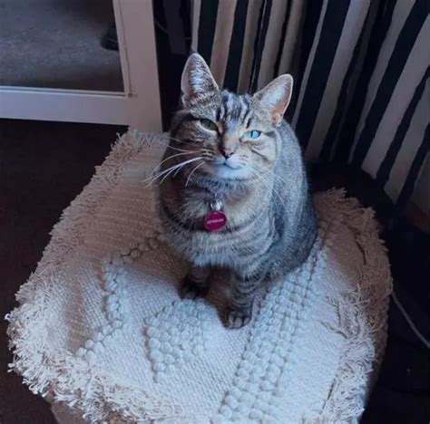 Tiny Babe Luna Giving You Her Best Smile Scrolller