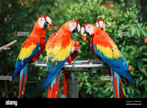 A Close Up Of A Macaws That Are A Group Of New World Parrots That Are