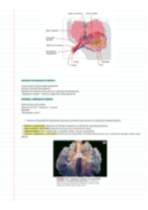 SOLUTION Fisiopatolog A De Las Enfermedades Pulmonares Obstructivas