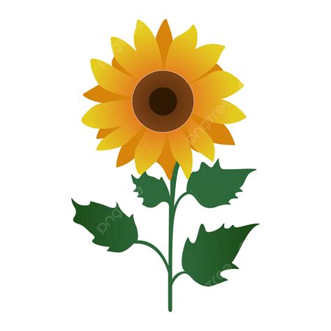 Simple Mano Plana Dibujar Dibujos Animados De Girasol Vector Png