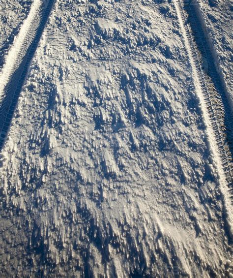 wild animal prints in snow 3