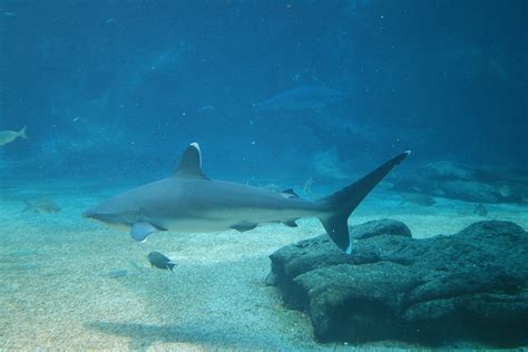 white tipped shark  aquarium  stock photo public domain pictures