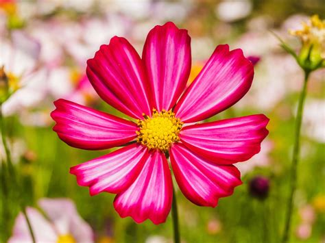 flower images background  stock photo public domain pictures