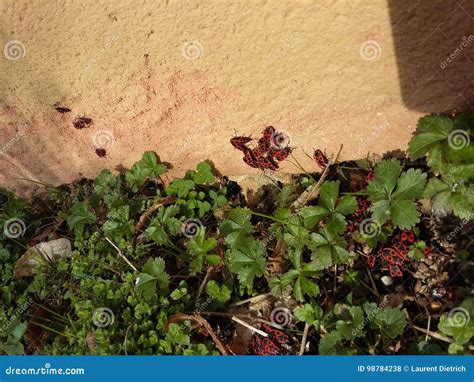 Bugs And Love Stock Photo Image Of Love Making Nature 98784238