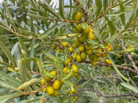 Premium Photo Branch Of Ripe Sea Buckthorn Berries On Tree