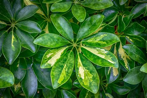 Löv Grön Mall Gratis Foto På Pixabay Pixabay
