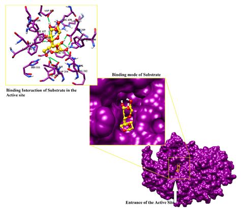 The Binding Mode Of Substrate Is Shown In The Active Site Of Enzyme