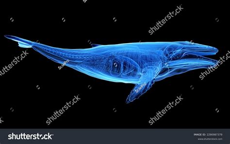 3d Rendered Illustration Humpback Whale Anatomy Stock Illustration ...