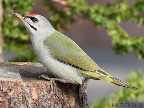 Picus Canusgrey Headed Woodpecker